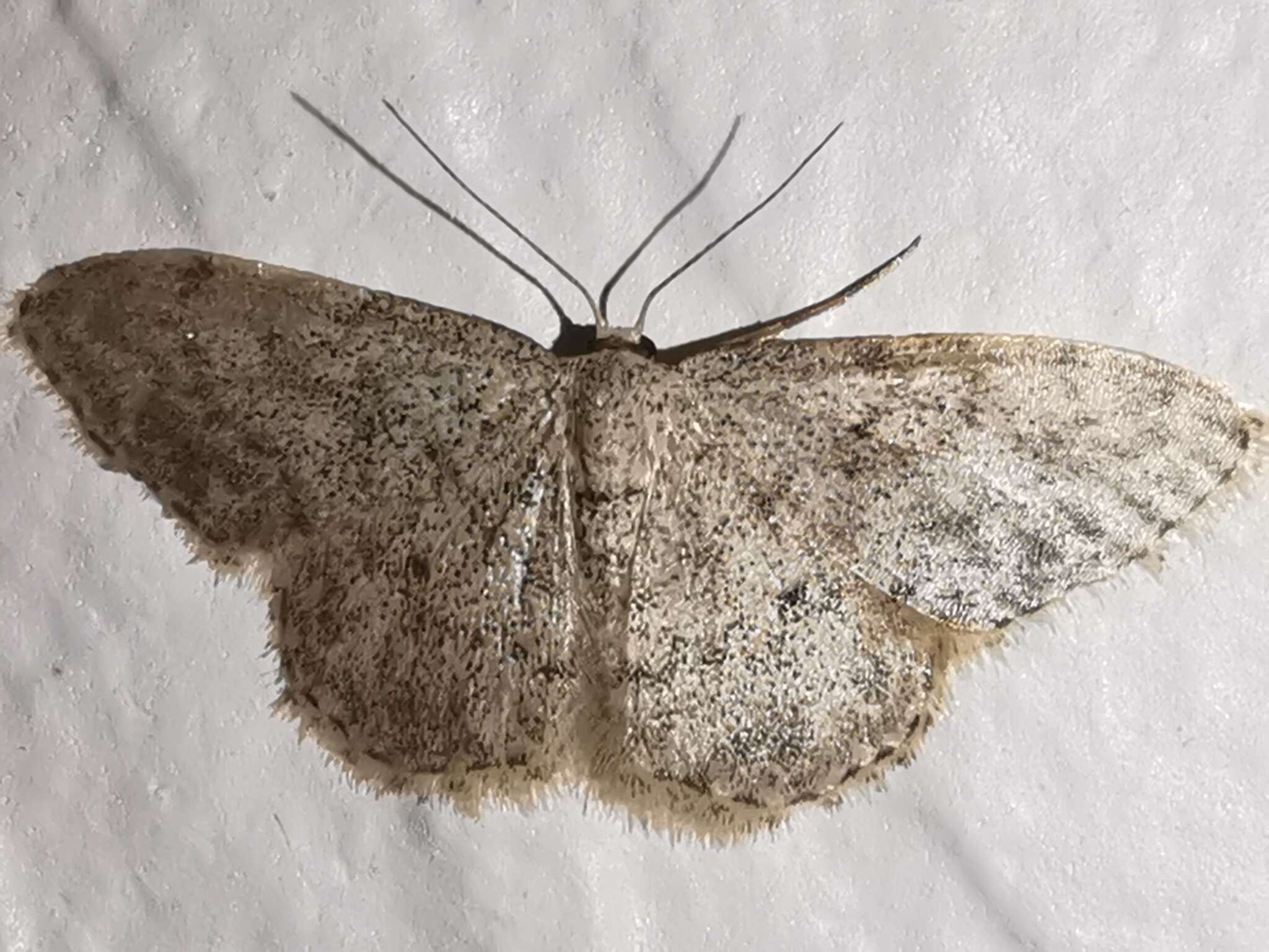 Image de Idaea typicata Guenée 1858