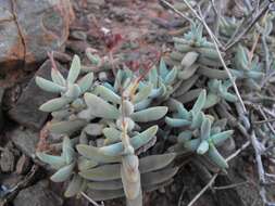 Image of Crassula grisea Schönl.