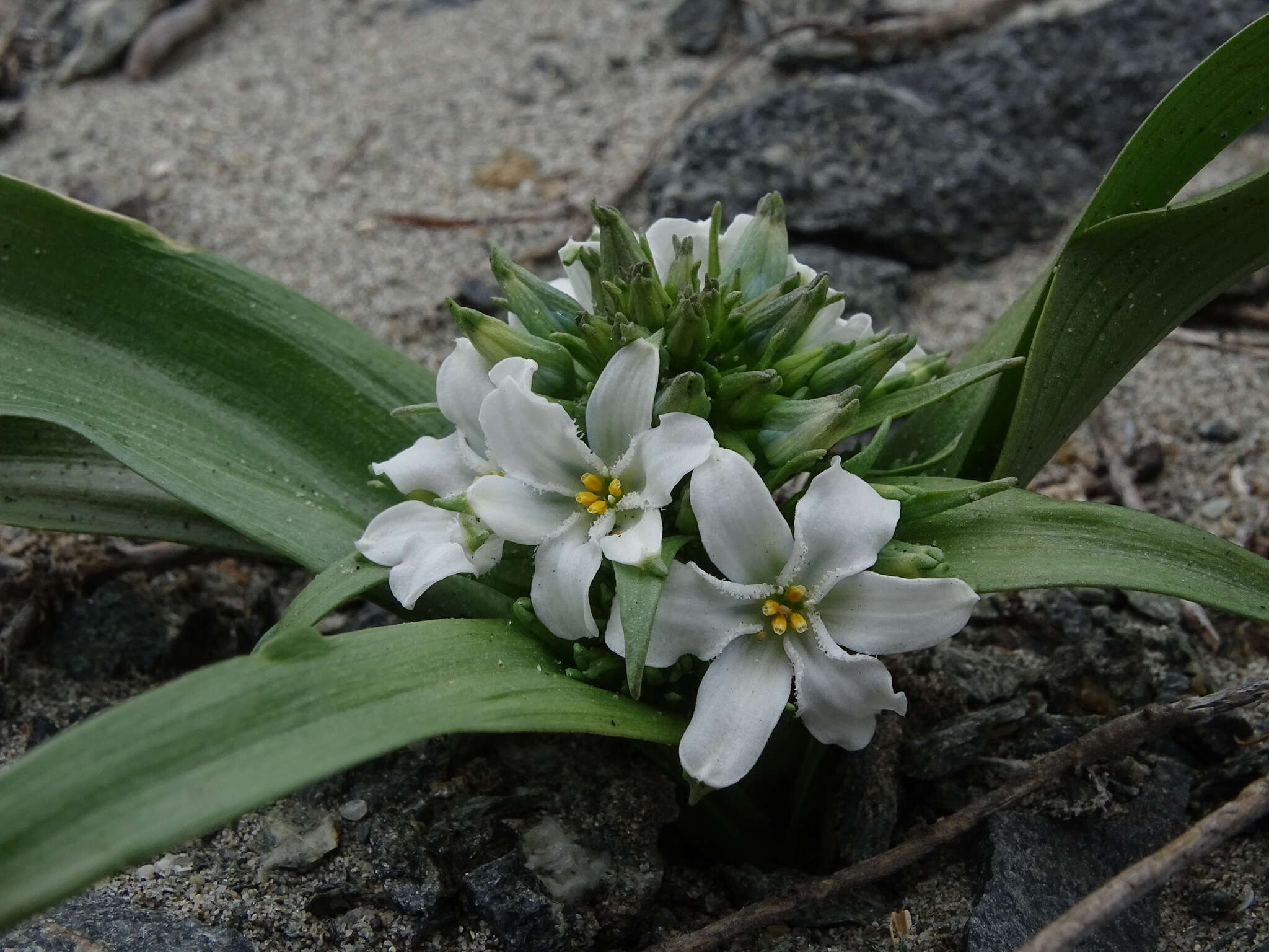 Image of Zephyra compacta C. Ehrh.