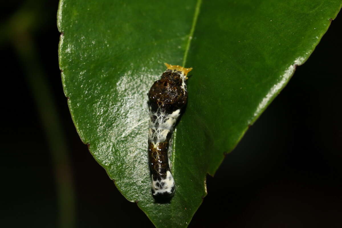 Image of Spangle Butterfly