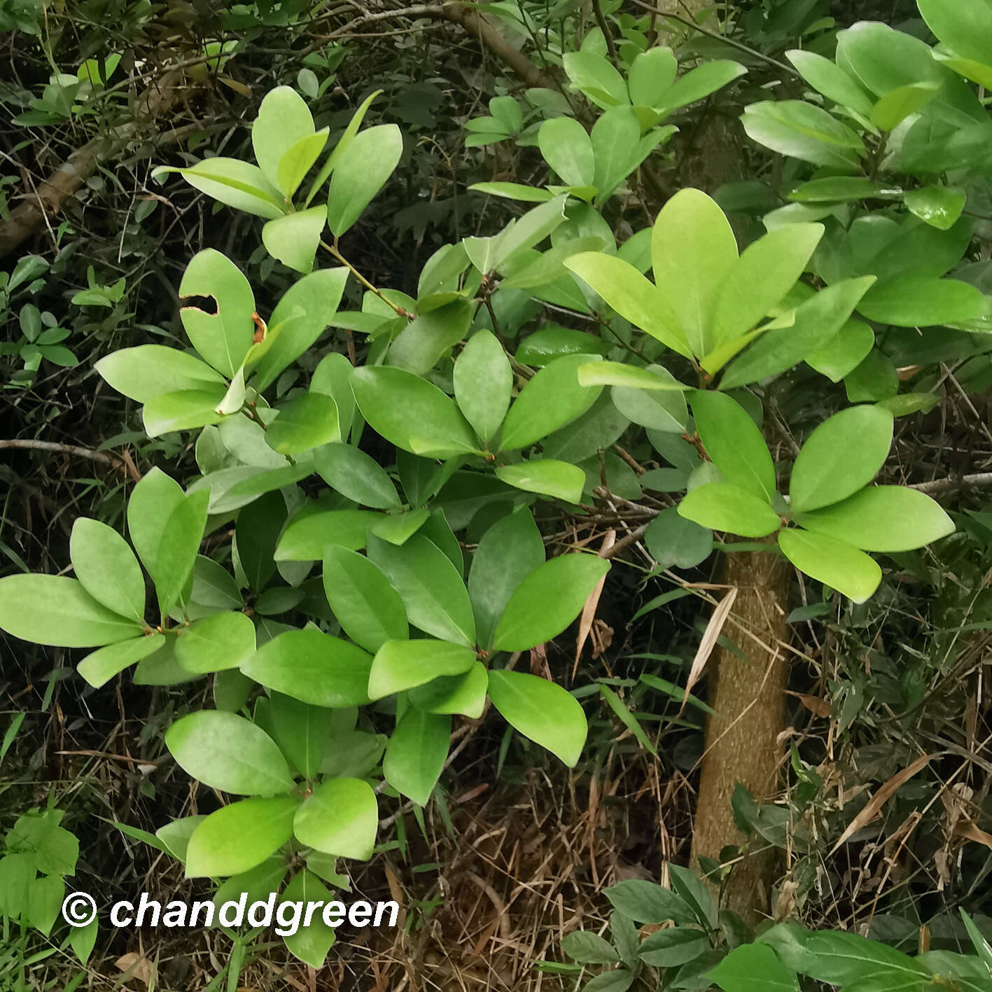 Image of Litsea rotundifolia (Nees) Hemsl.