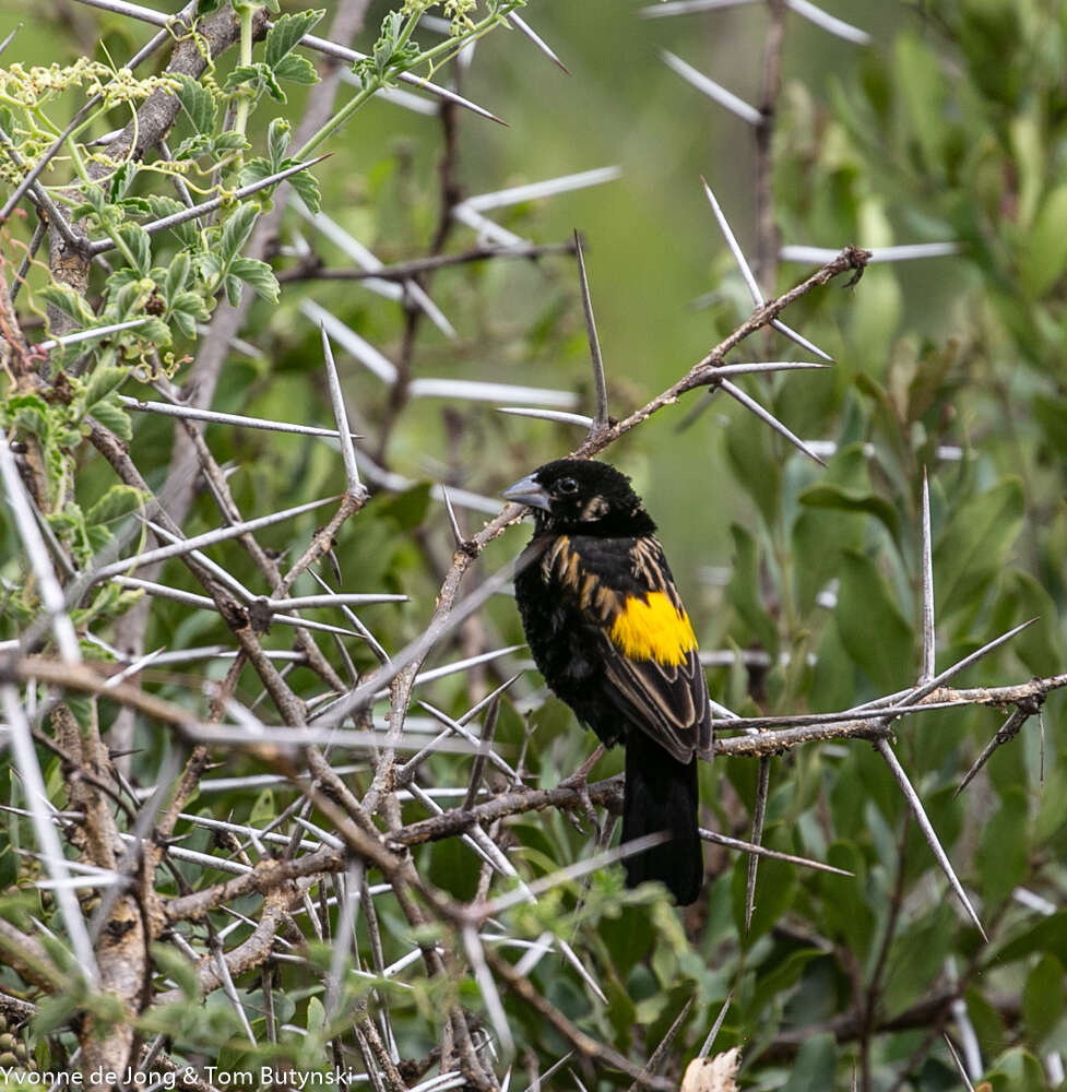 Image of Yellow Bishop