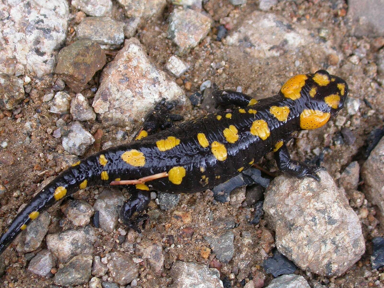 Image of Corsican Fire Salamander