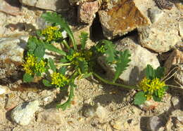 Sivun Lepidium flavum Torr. kuva