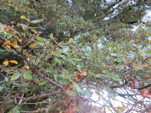 Image of Nothofagus solandri (Hook. fil.) Oerst.