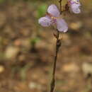 Image de Murdannia edulis (Stokes) Faden