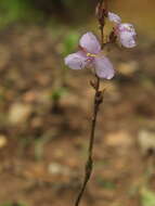 Image of Edible Dewflower