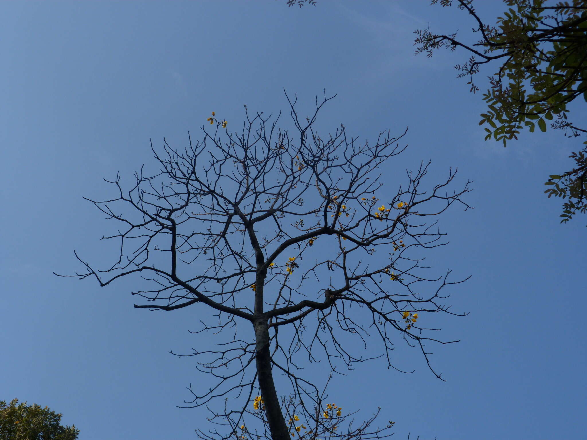 Cochlospermum religiosum (L.) Alston resmi