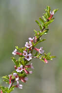 Plancia ëd Prunus prostrata var. concolor (Boissier) Lipsky