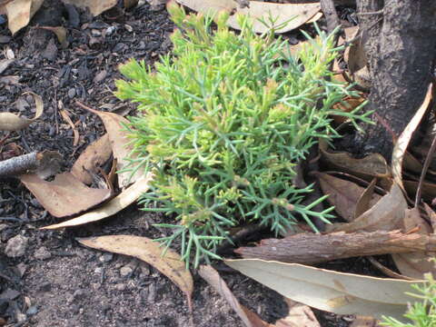 Image of Hakea lissocarpha R. Br.