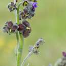 Cynoglossum alticola O. M. Hilliard & B. L. Burtt resmi