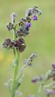 Cynoglossum alticola O. M. Hilliard & B. L. Burtt resmi