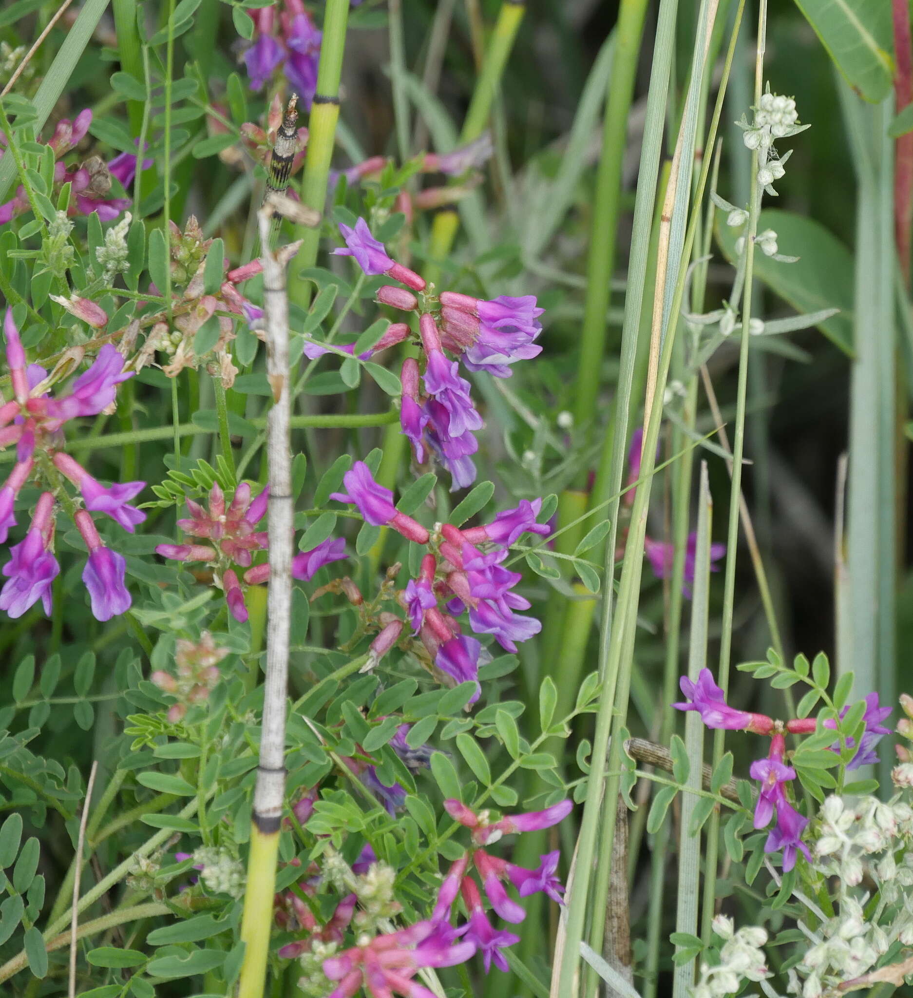 Imagem de Astragalus hallii A. Gray