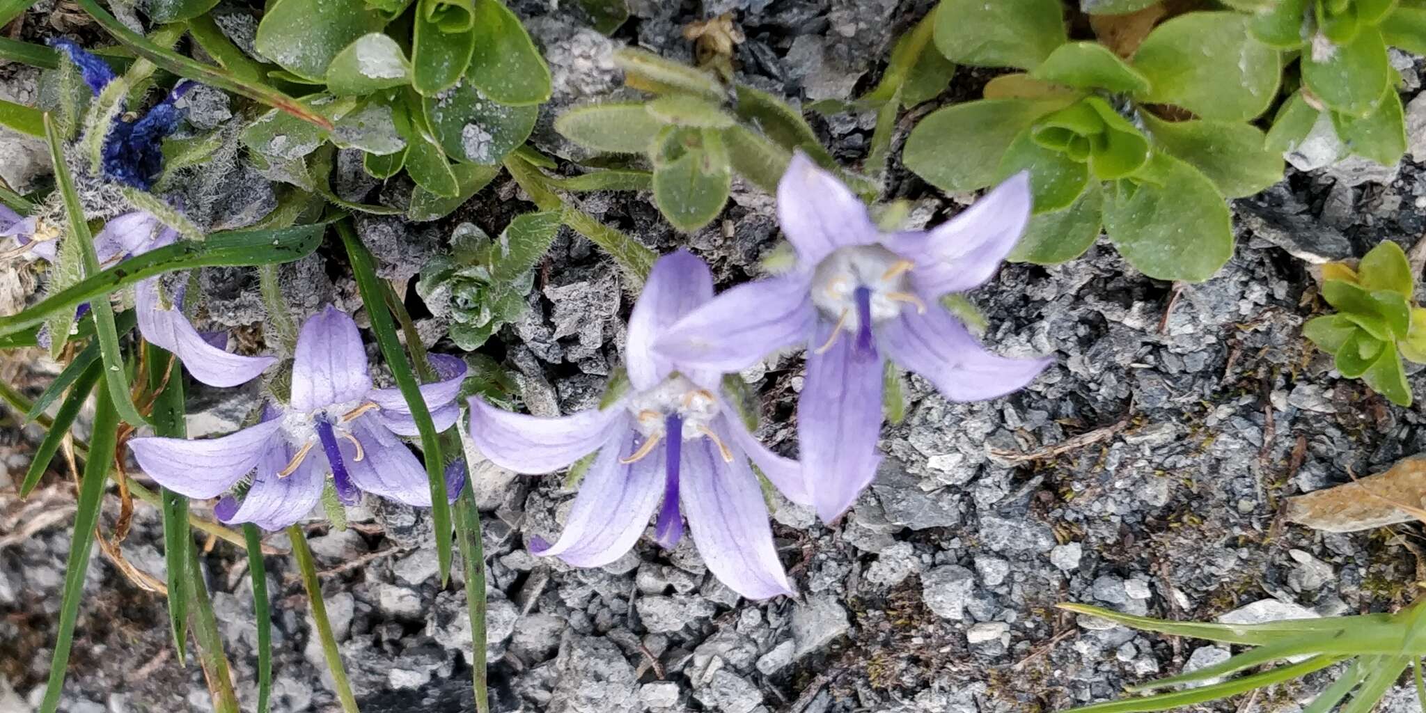 Image of Mount Cenis Bellflower