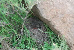 Image of Sickle-winged Chat