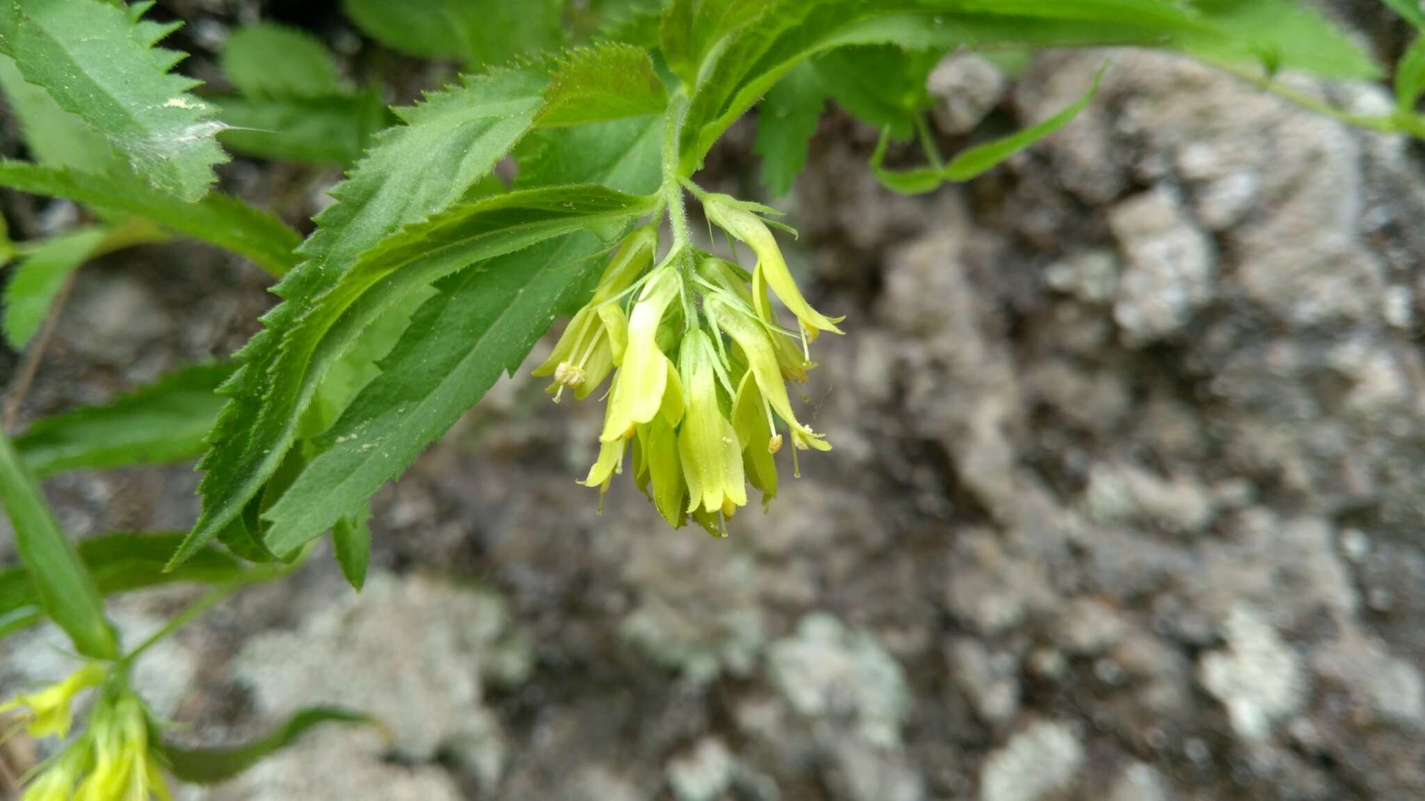 Imagem de Paederota lutea Scop.