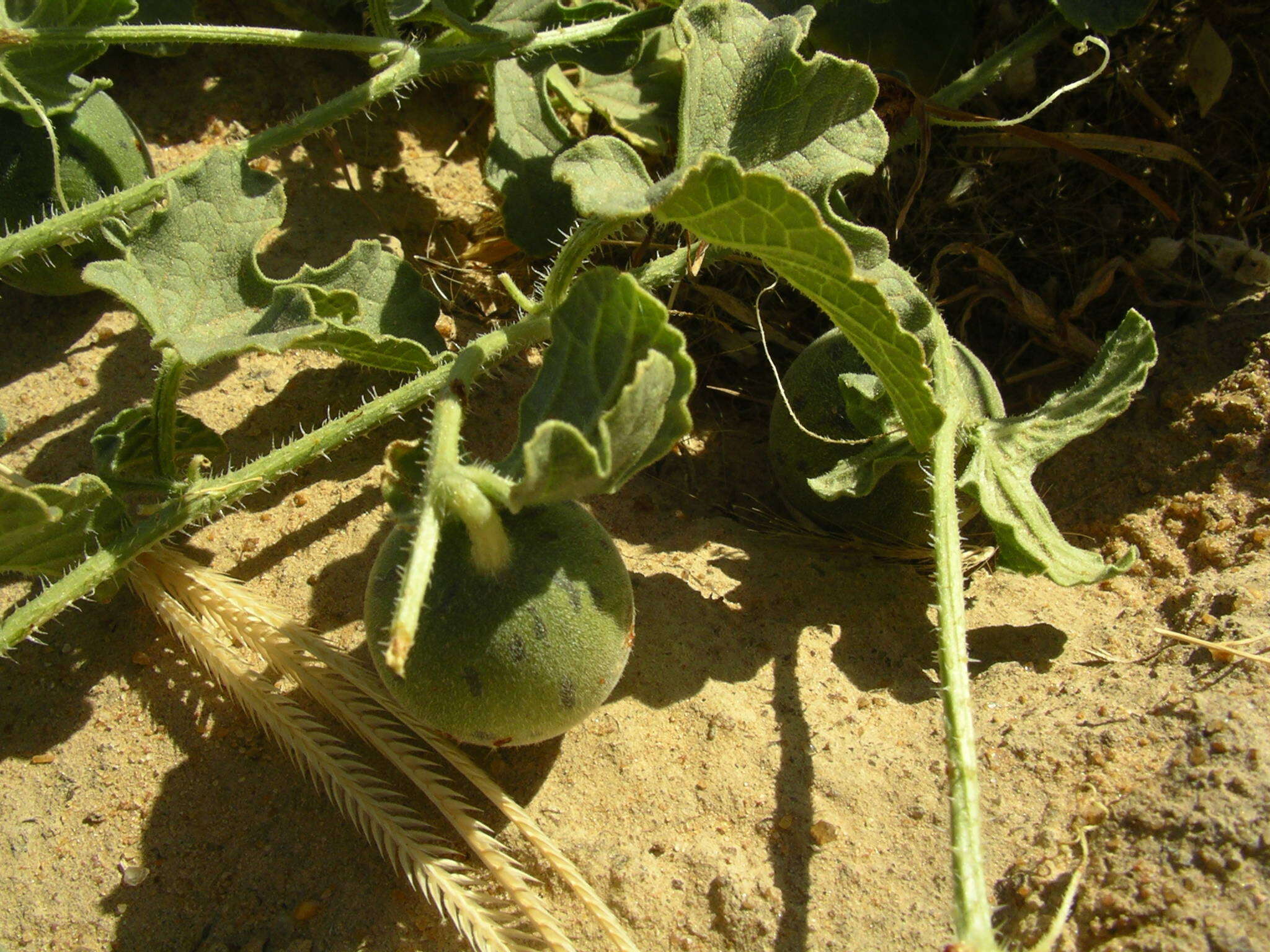 Image of Cucumis melo var. agrestis Naudin