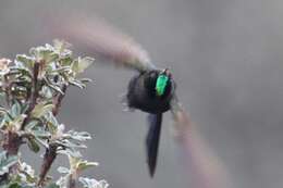 Image of Blue-mantled Thornbill