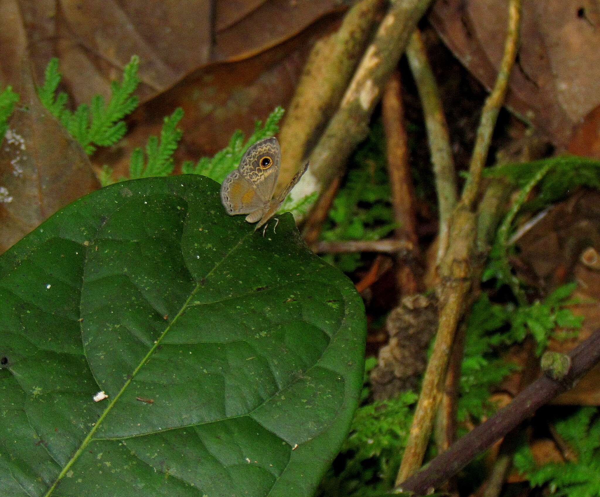 Plancia ëd Perophthalma tullius Fabricius 1787