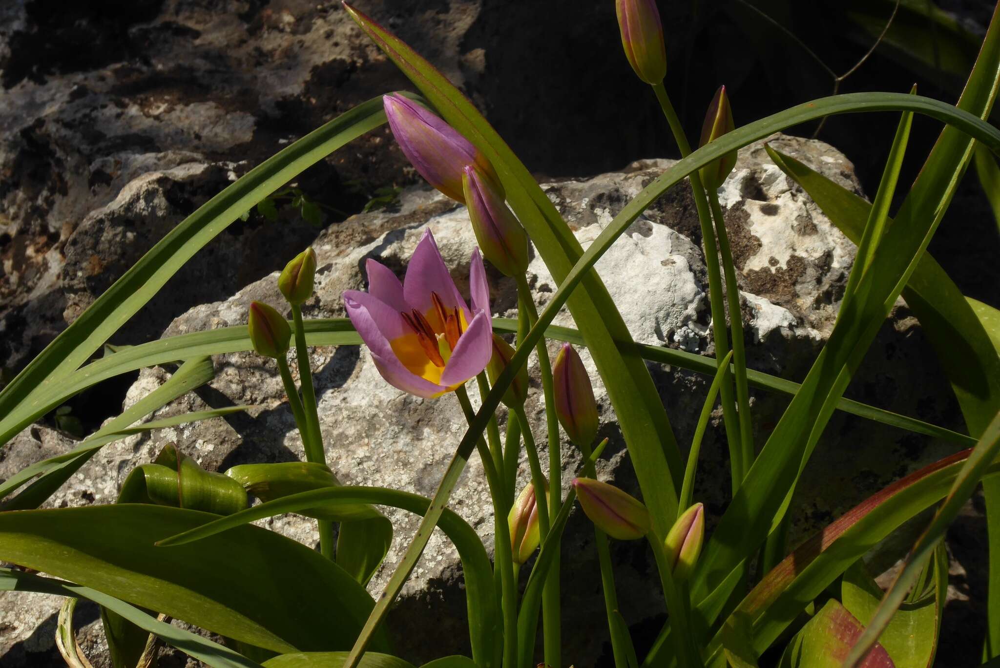 Image of Tulipa saxatilis Sieber ex Spreng.