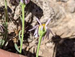 Image of Clokey's fleabane