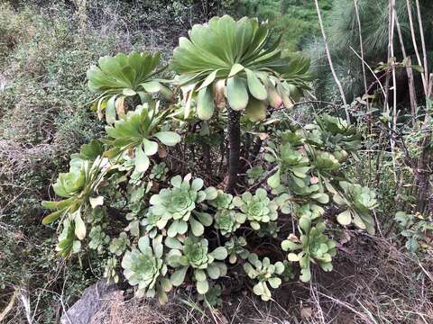 Image of Aeonium ciliatum (Willd.) Webb & Berth.