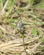 Image of <i>Burnsius orcynoides</i>