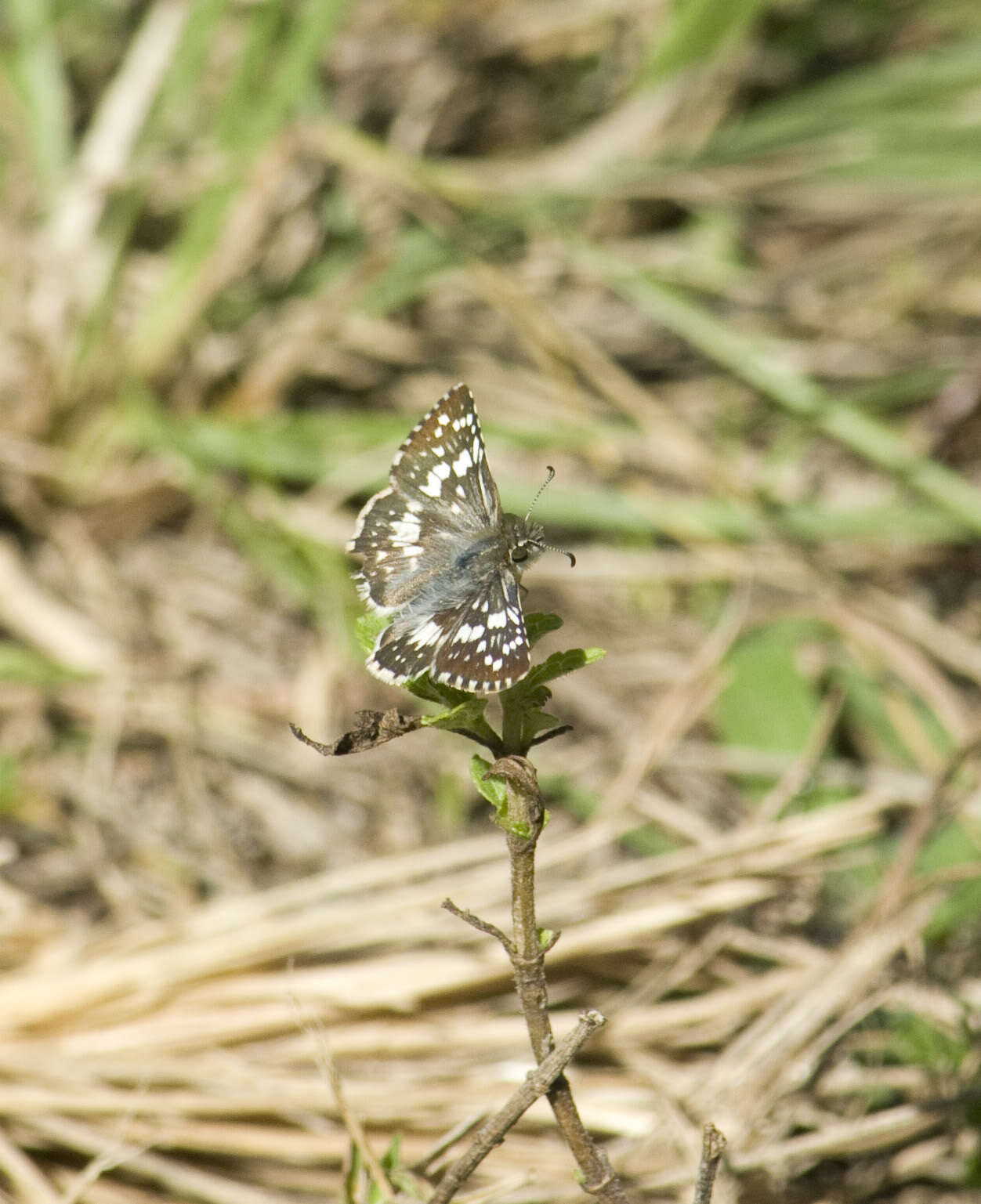 Image of <i>Burnsius orcynoides</i>