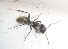 صورة Camponotus cinctellus (Gerstaecker 1859)