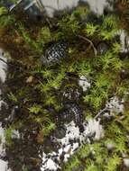 Image of Armadillidium simoni Dollfus 1887