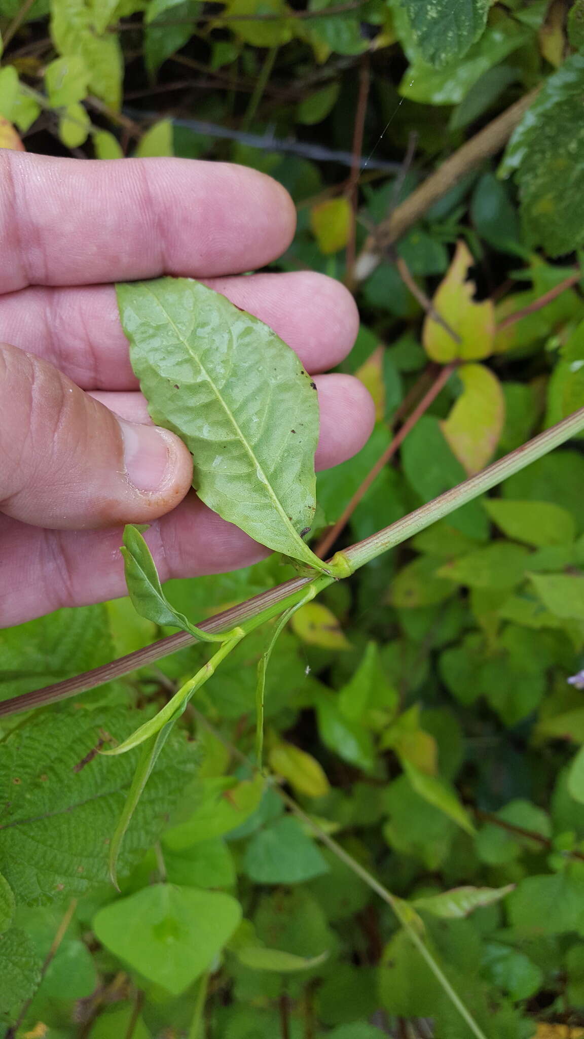 Image of Plumbago pulchella Boiss.