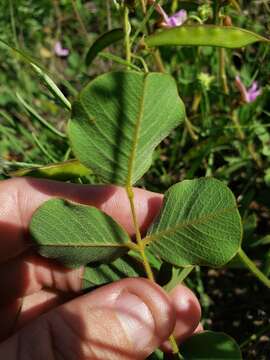 Image of Edwards Plateau hoarypea