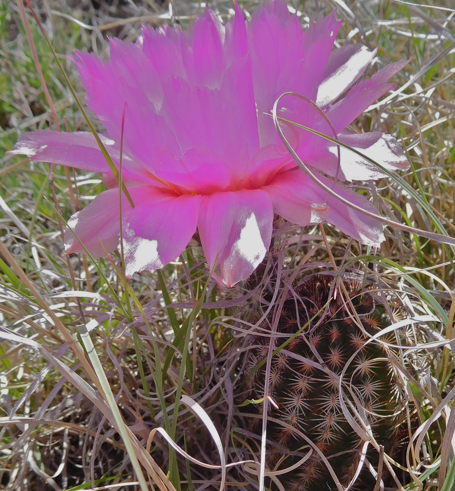 Image of Echinocereus reichenbachii var. perbellus (Britton & Rose) L. D. Benson