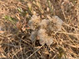 Image of Columbian whitetop aster