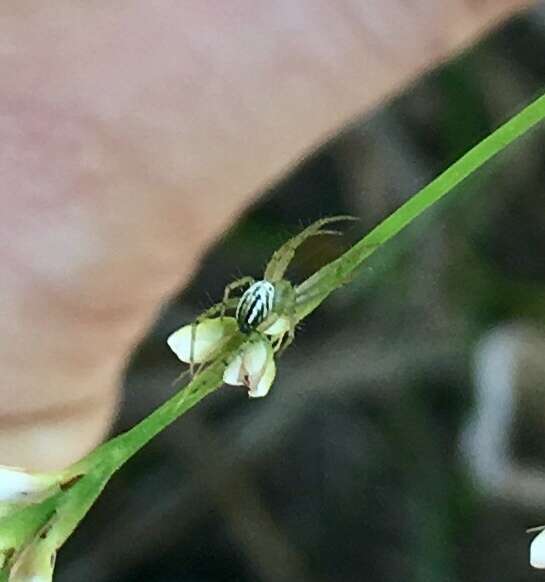 Image of Lined Orbweaver