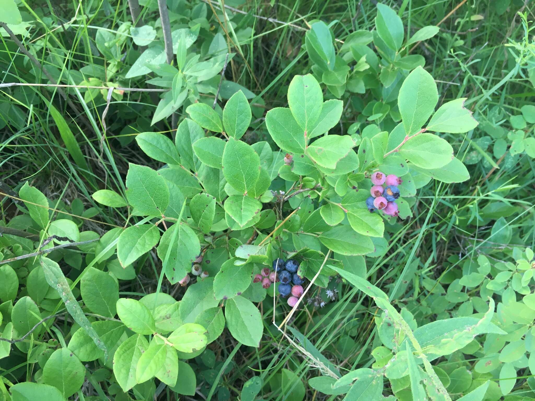 Image of Blue Ridge blueberry