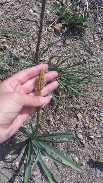 Image of Eremurus spectabilis M. Bieb.