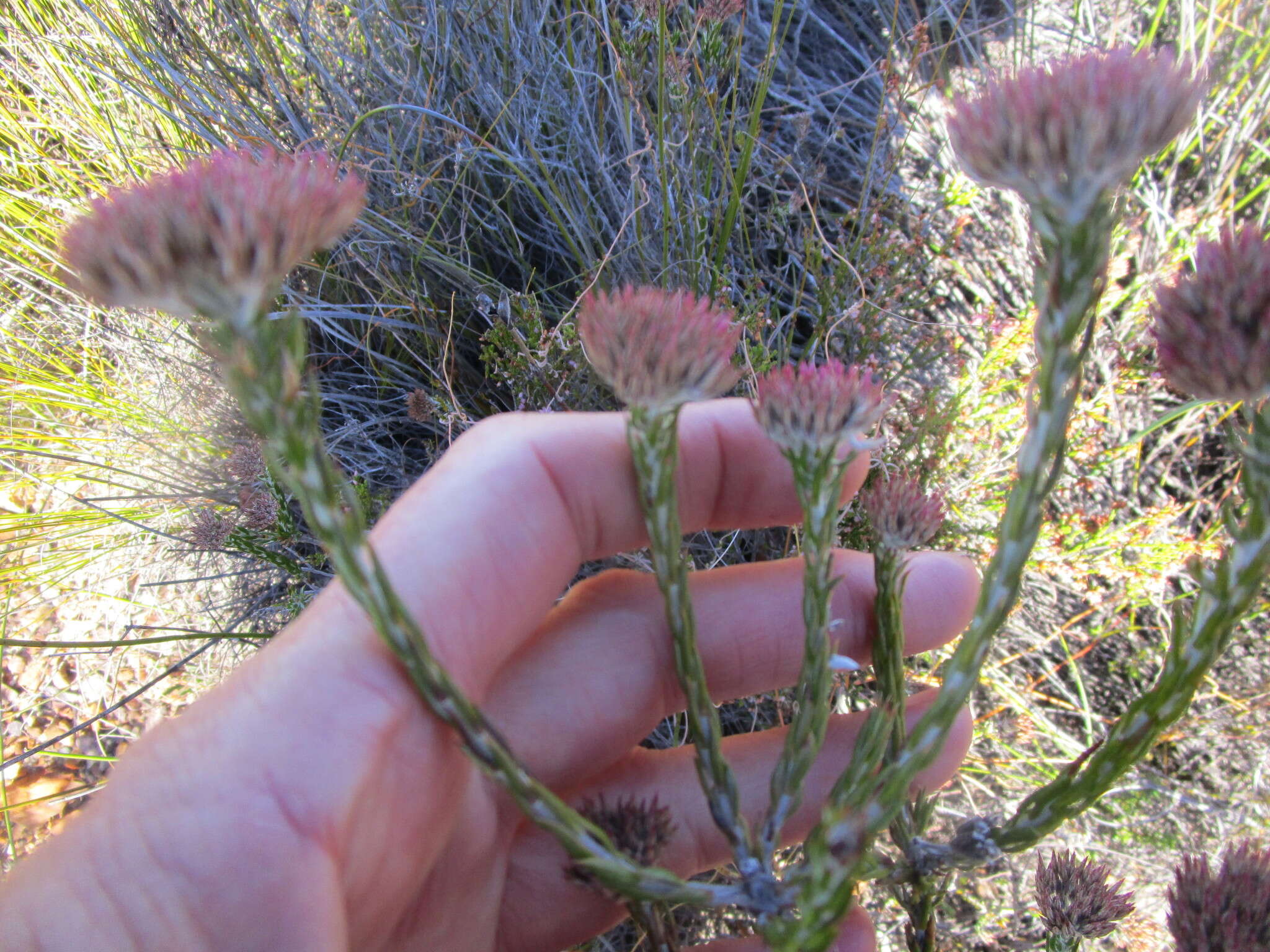 Image of Pretty Blombush