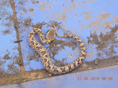 Image of Chinese Mountain Pit Viper