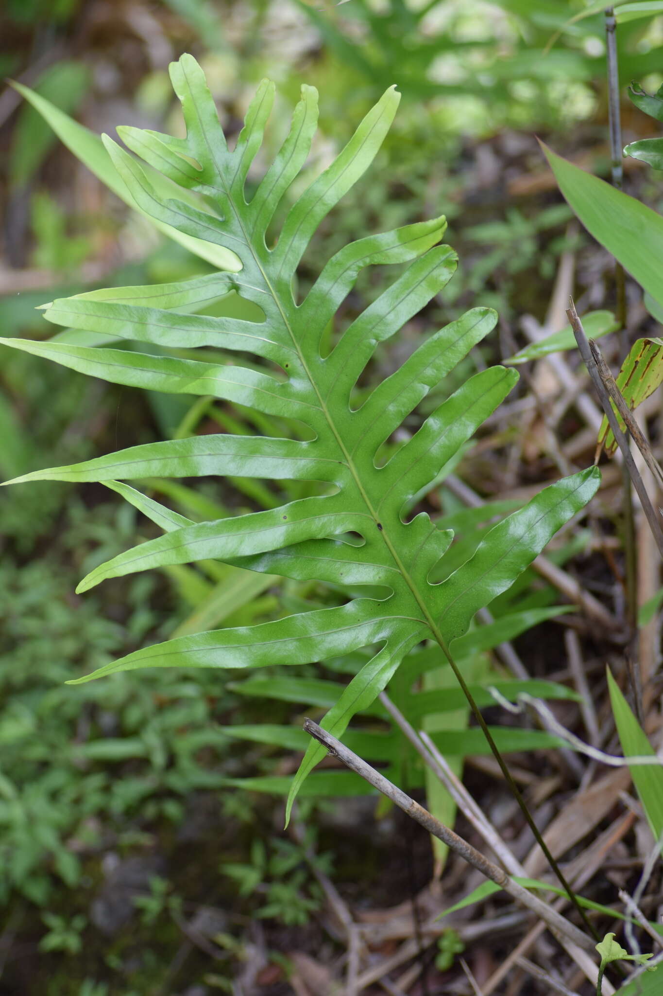 Image of monarch fern