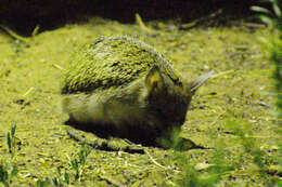 Image of Steppe Hedgehogs