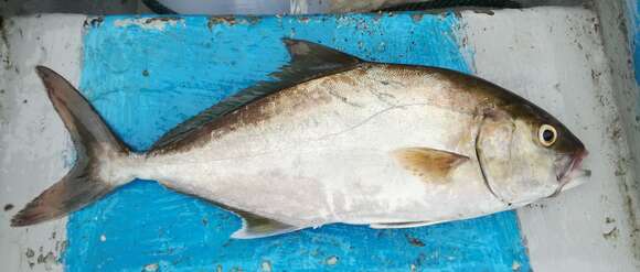 Image of Almaco Amberjack