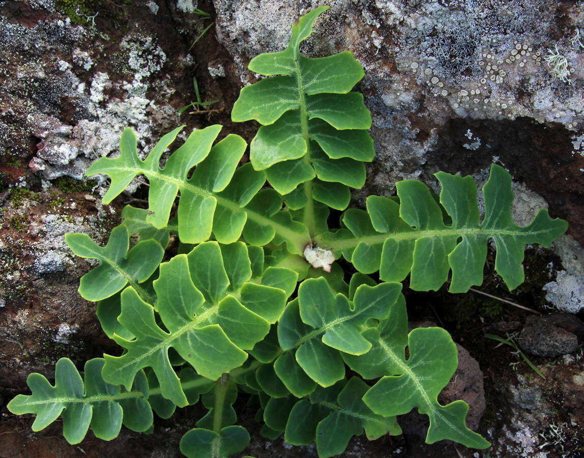 Imagem de Sonchus latifolius (Lowe) R. Jardim & M. Seq.