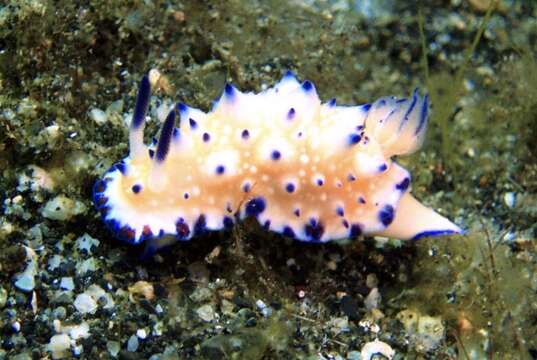 Image of Purple tipped multi-pustuled slug