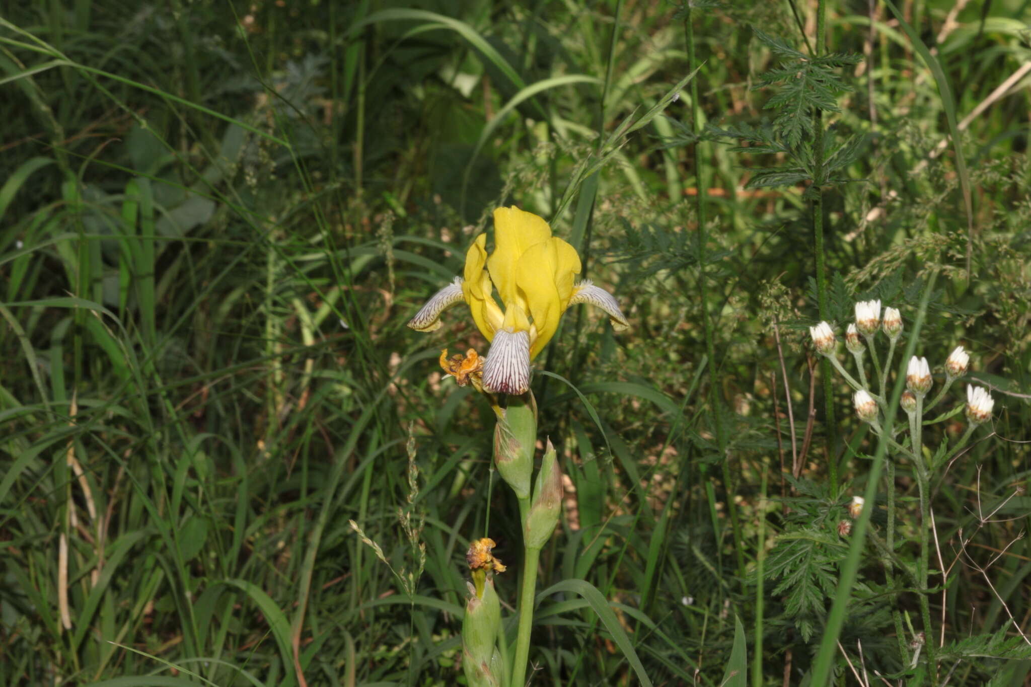 Image of Hungarian iris