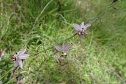 Image of Arthropodium milleflorum (Redouté) J. F. Macbr.