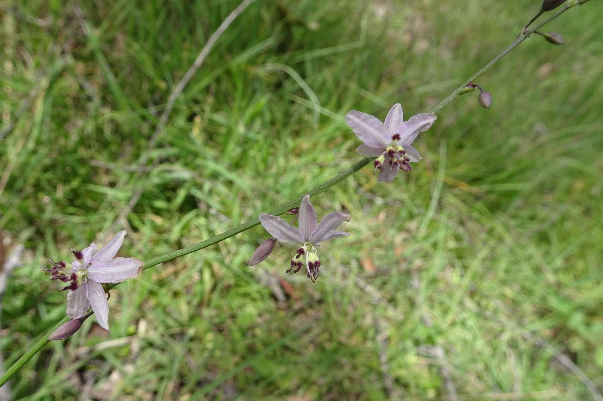 Image of Arthropodium milleflorum (Redouté) J. F. Macbr.