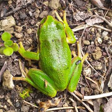 Imagem de Gastrotheca pseustes Duellman & Hillis 1987