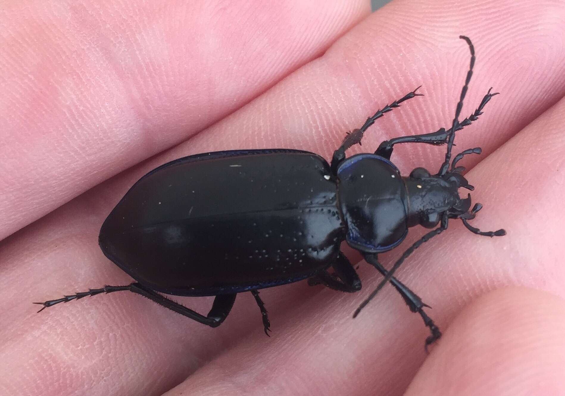 Image of Calosoma (Callitropa) macrum Le Conte 1853