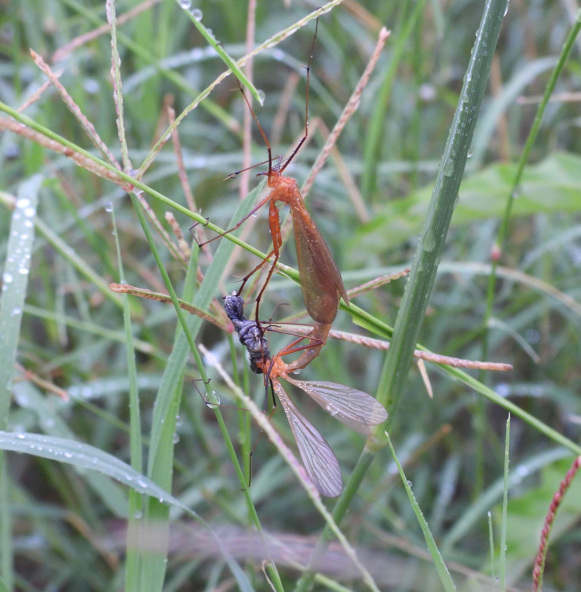 Image of Bittacus texanus Banks 1908